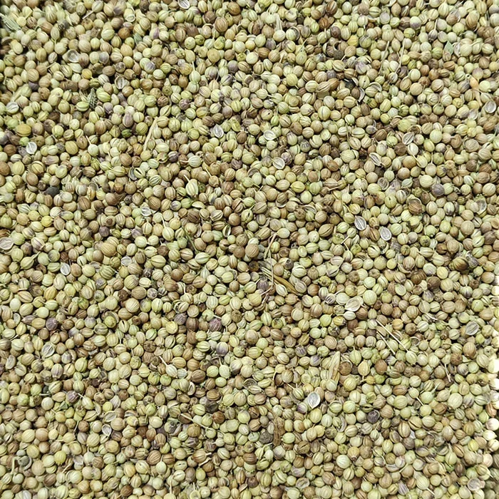bulk coriander seed